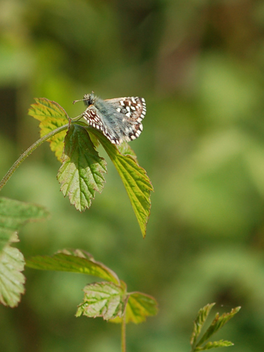 Hesperiidae Pyrgus sp